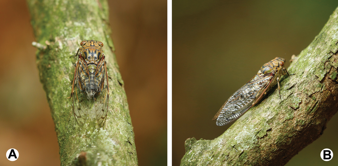 The new cicada species was discovered in Huboliao National Nature Reserve in China’s Fujian Province.
