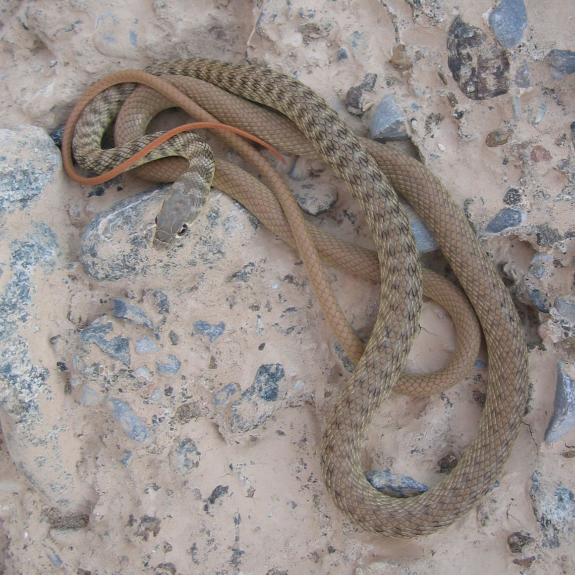 A Platyceps hajarensis, or Hajar cliff racer.