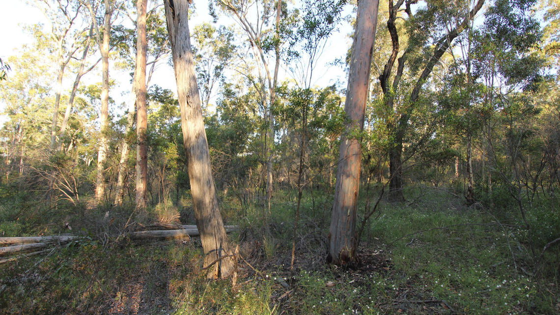 Scientists found animals with a “ladder-like” pattern in woodlands of Australia and discovered a new species, a study said.