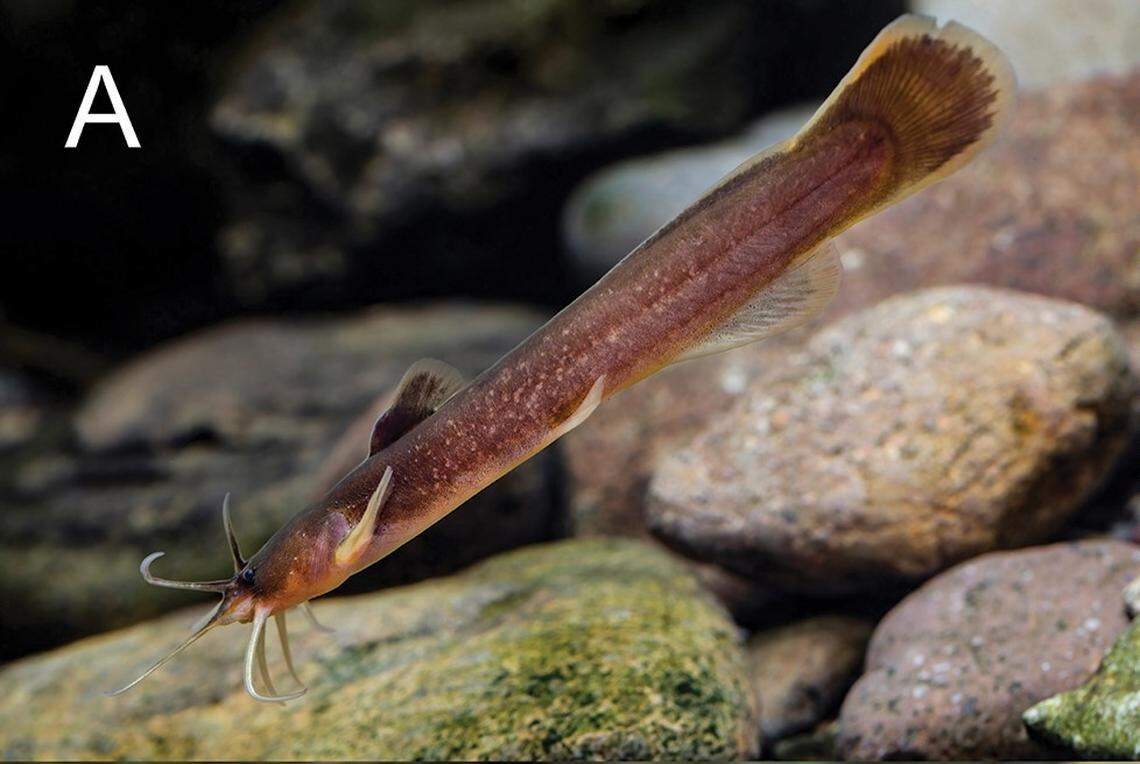 The normal coloring of a Liobagrus chenhaojuni, or Chen’s catfish.