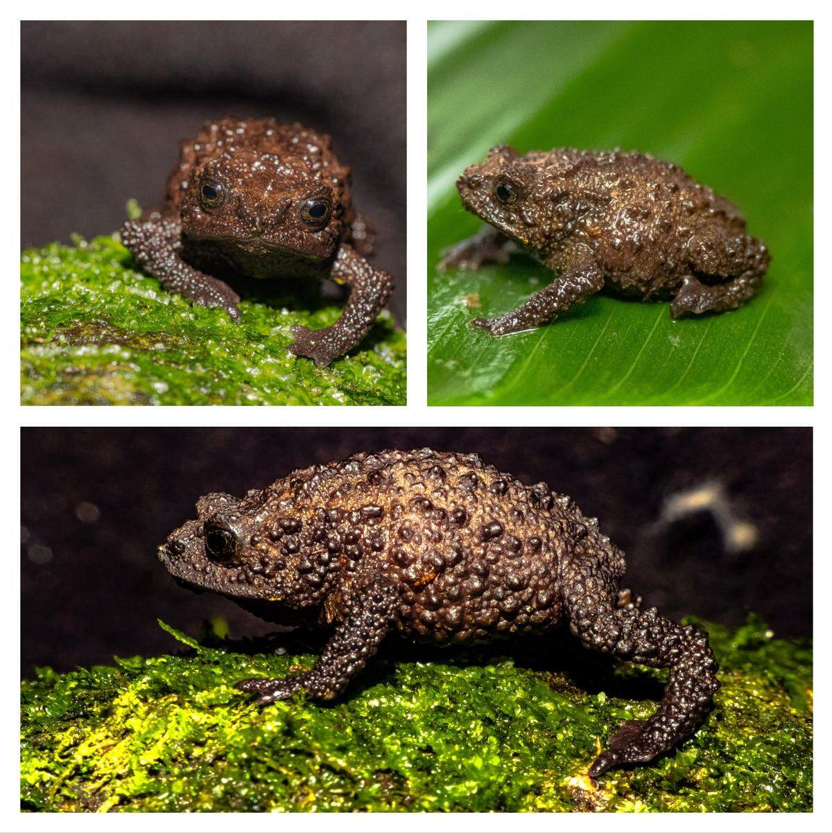 The new species is distinguished from others in the genus by yellow blotches on its belly and a short fifth toe.