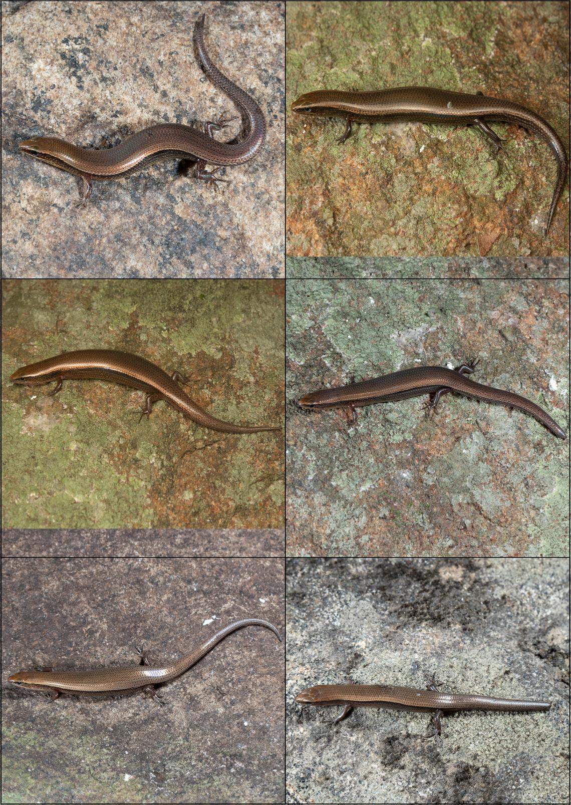 Several Dravidoseps srivilliputhurensis, or SMTR leaf-litter skinks.
