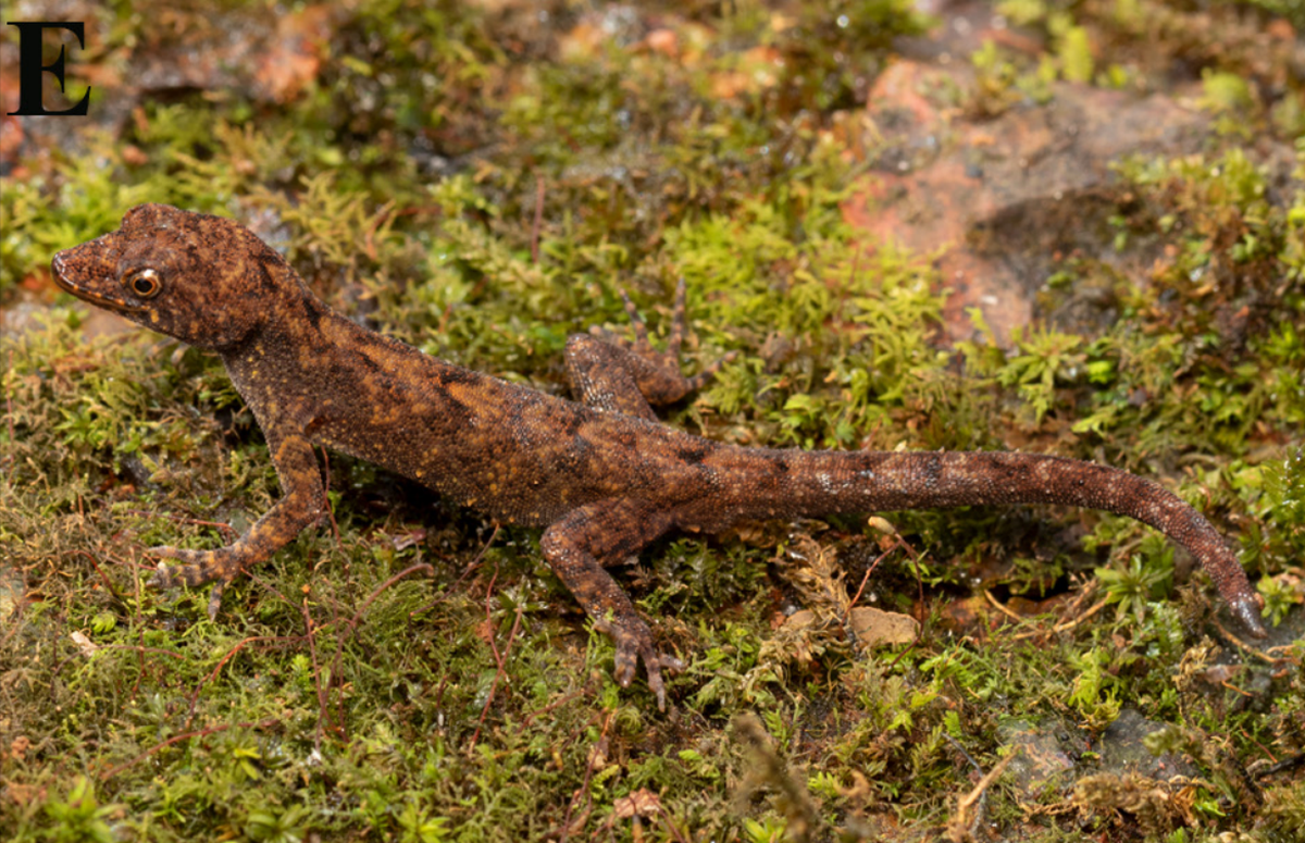 A male Cnemaspis maharashtraensis, or Maharashtra dwarf gecko, on some moss.
