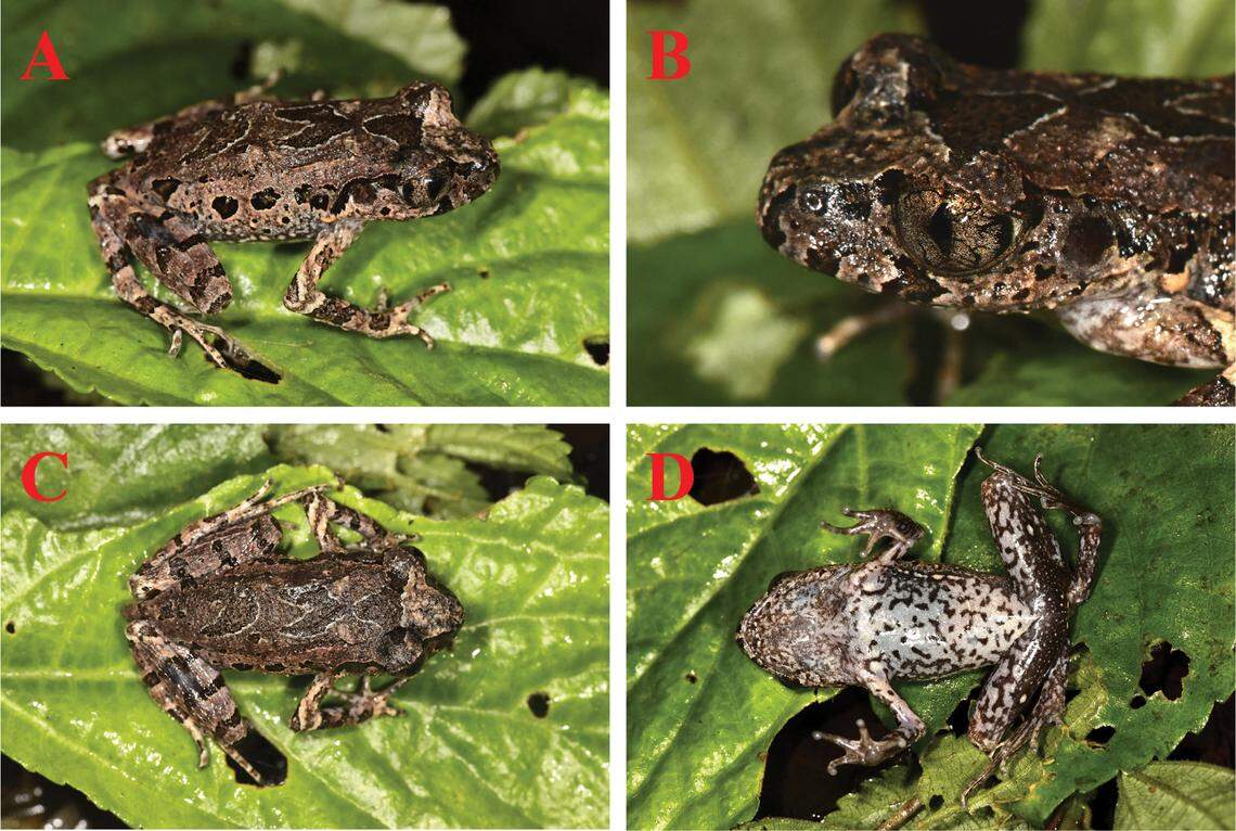 Several views of a Leptobrachella albomarginata, or white-lined leaf litter toad.