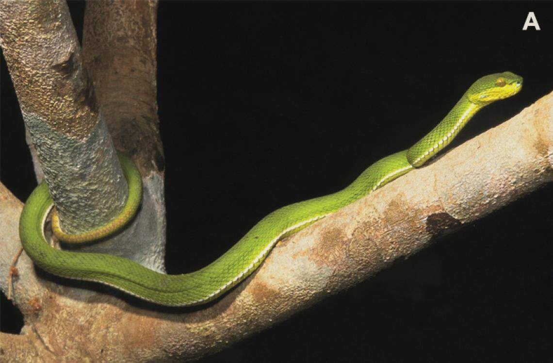 A lighter-colored Trimeresurus ayeyarwadyensis, or Ayeyarwady pit viper.