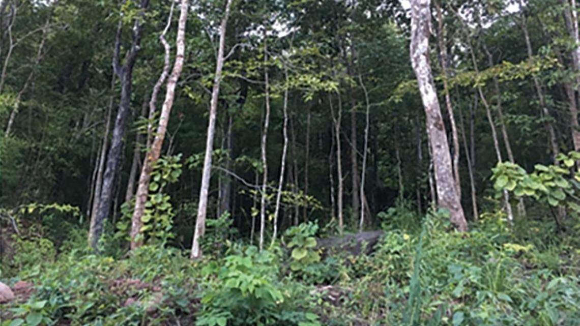 Scientists found a hair “dwarf”-like creature in a hollow tree of a forest in Laos and discovered a new species, a study said.