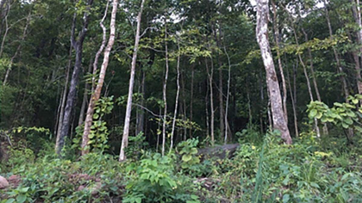 Scientists found a hair “dwarf”-like creature in a hollow tree of a forest in Laos and discovered a new species, a study said.