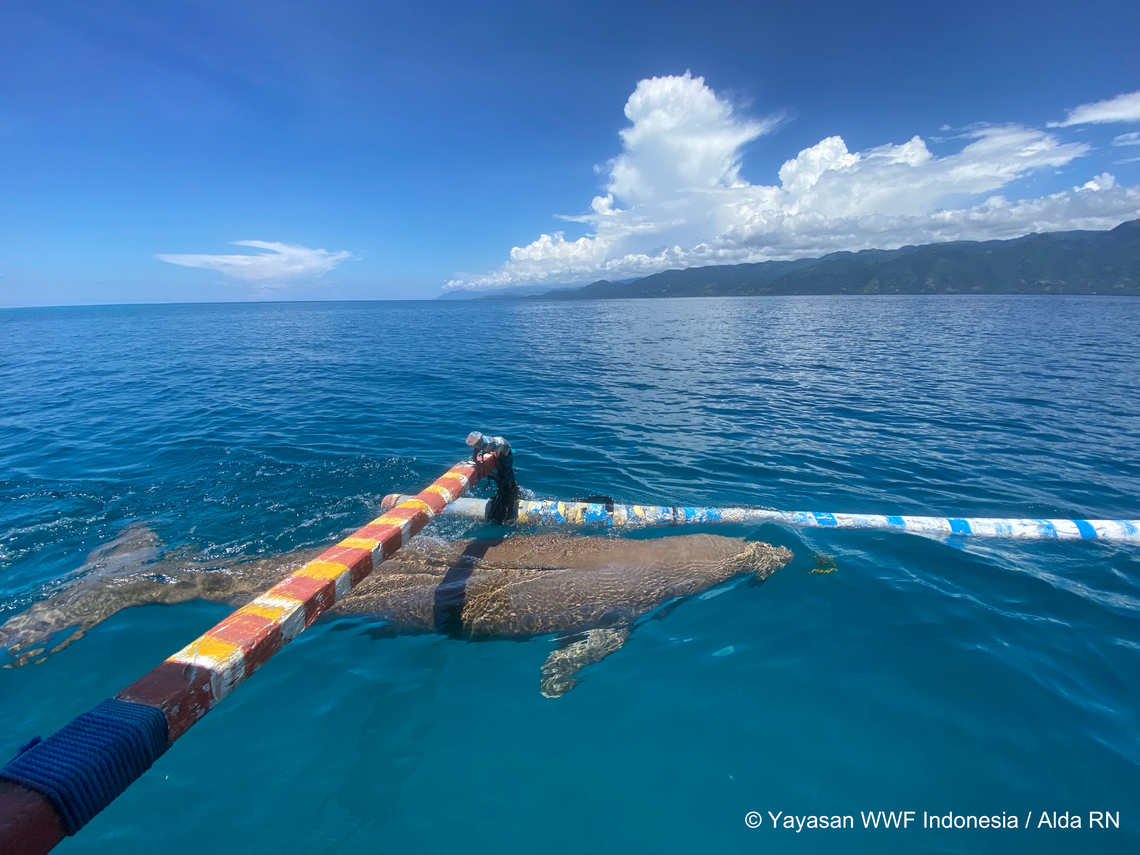 The male dugong Mawar, or Mawardi, regularly seen off Mali Beach.
