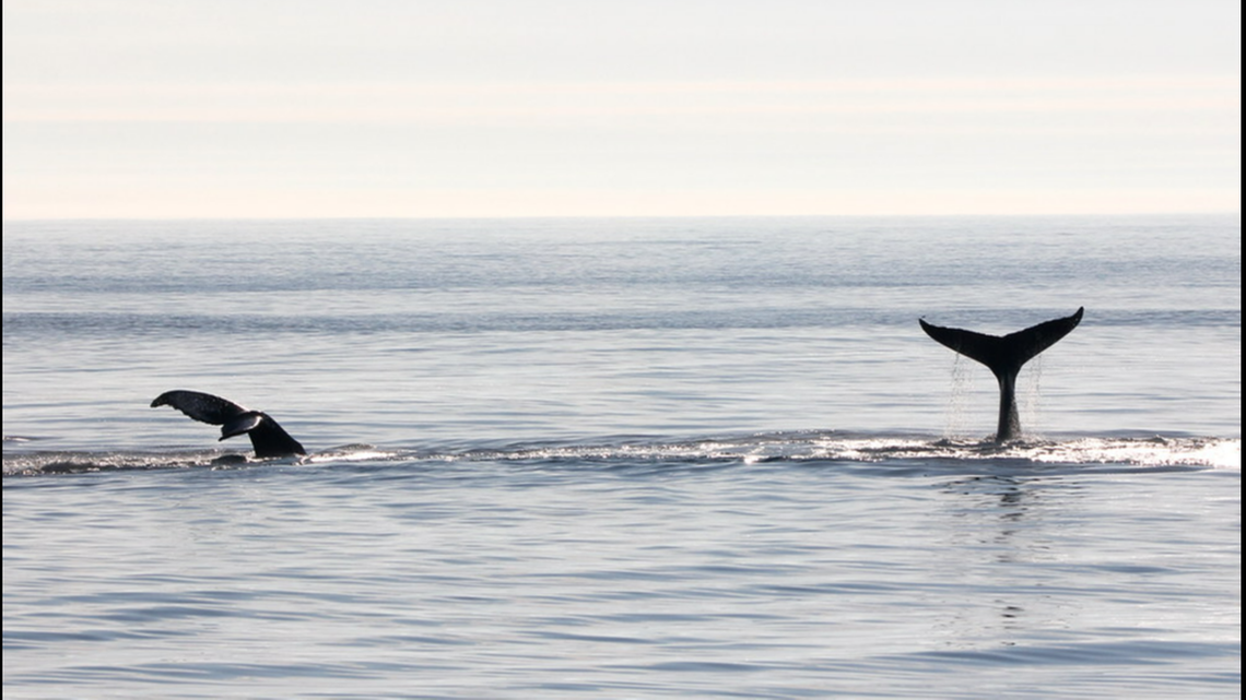 There were about 13 humpbacks near the whale watching boat, Nielsen said.