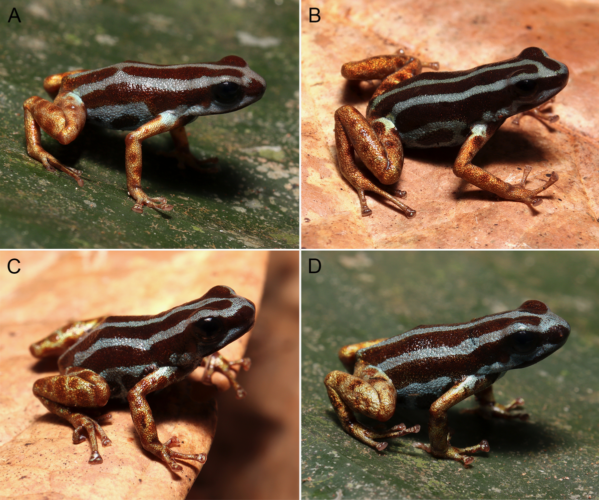 Several more Ranitomeya aetherea, or heavenly poison dart frogs.