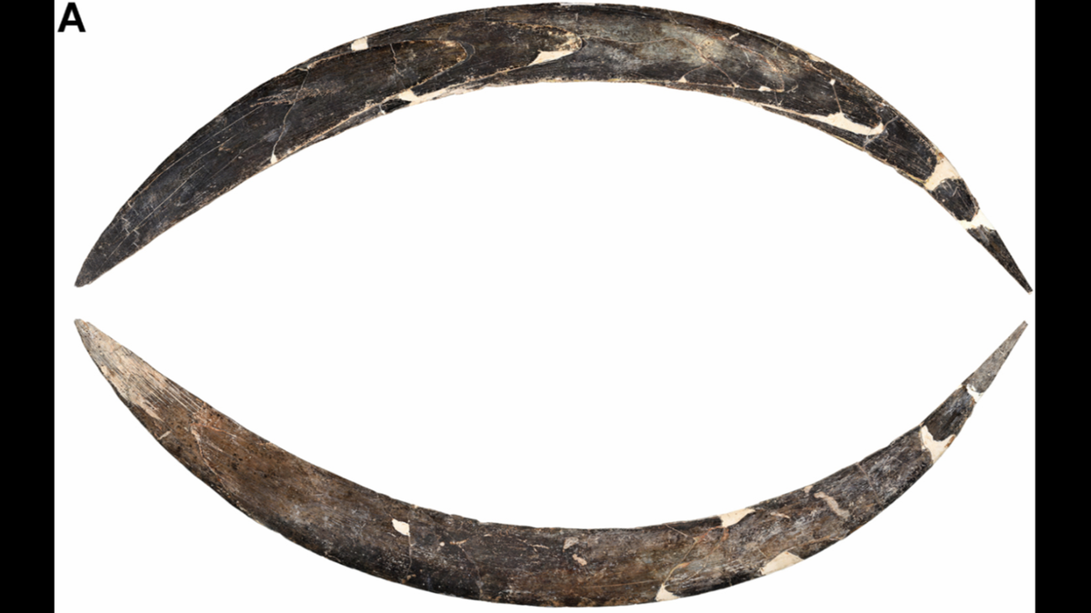 The Poland boomerang predates the oldest known Aboriginal throwing sticks from Australia, which are estimated to be about 10,000 years old, according to experts.