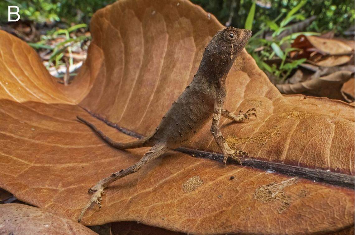 A female Agasthyagama edge, or northern kangaroo lizard, as seen in the wild.