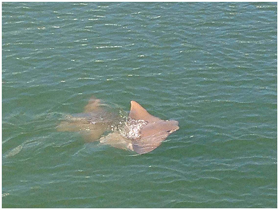 A pair of Atlantic cownose rays seen in Bermuda in 2016.