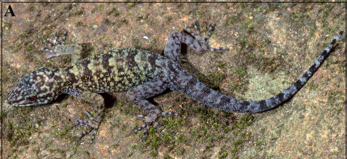 A male Cnemaspis anuradhae, or Anuradha’s dwarf gecko.