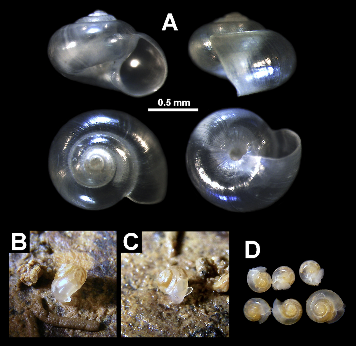 Shells and live specimens of Xenassiminea nana, or the strange dwarf snail.