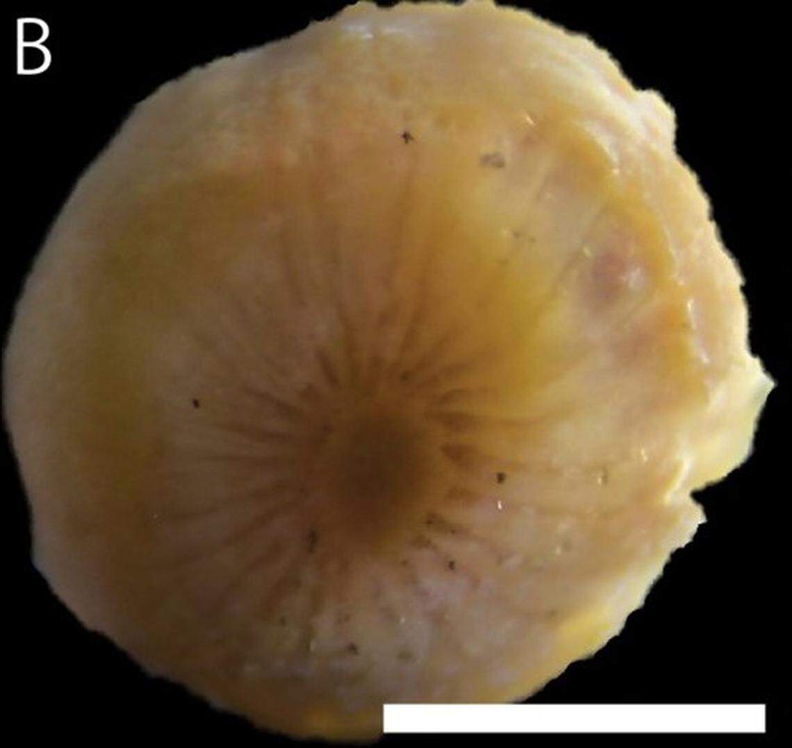 A Vitrumanthus flosculus, or small flower zoantharian, as seen up close.