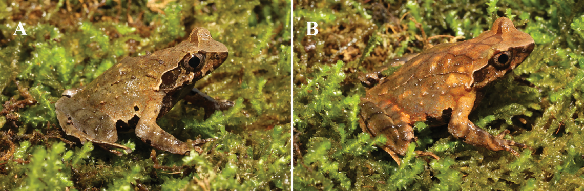 The Yezhong horned toad is only found on a single mountain peak in the Yezhong Nature Reserve, according to a study.