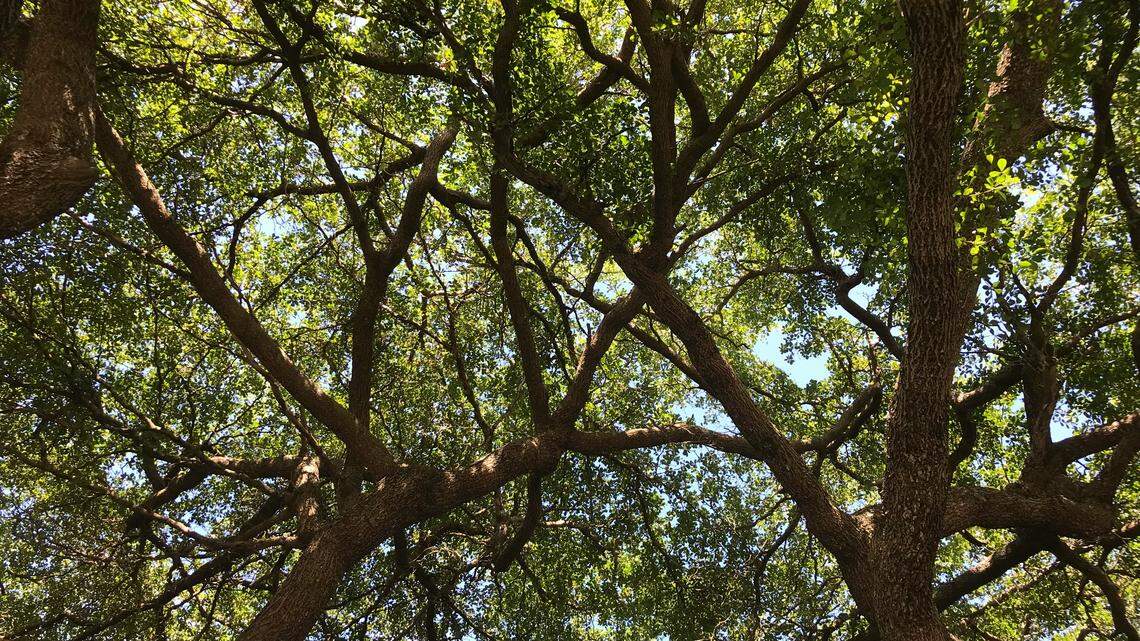 A hybrid between a green jay and blue jay was discovered for the first time outside of a suburban San Antonio home, researchers said.