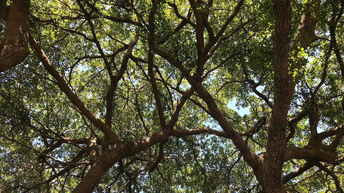 A hybrid between a green jay and blue jay was discovered for the first time outside of a suburban San Antonio home, researchers said.