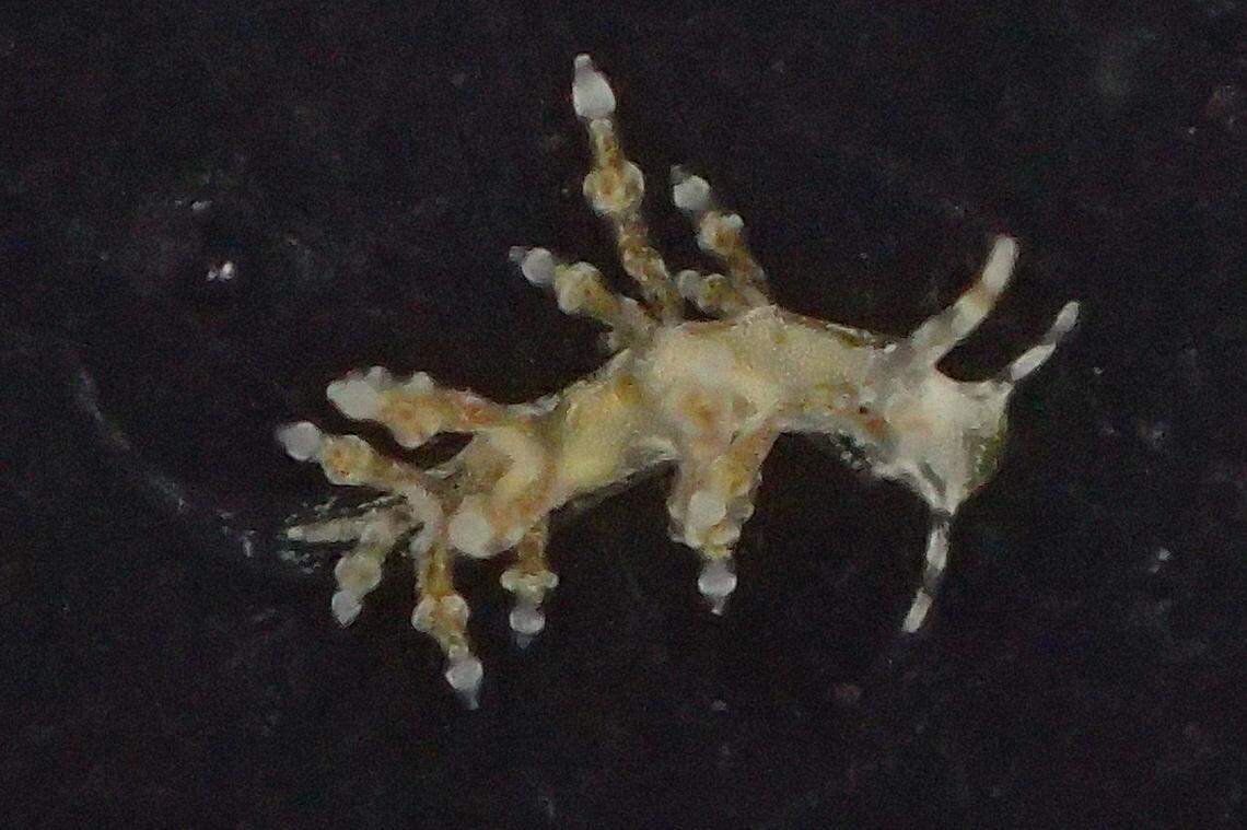 A Phestilla arnoldi, or Arnold’s sea slug.