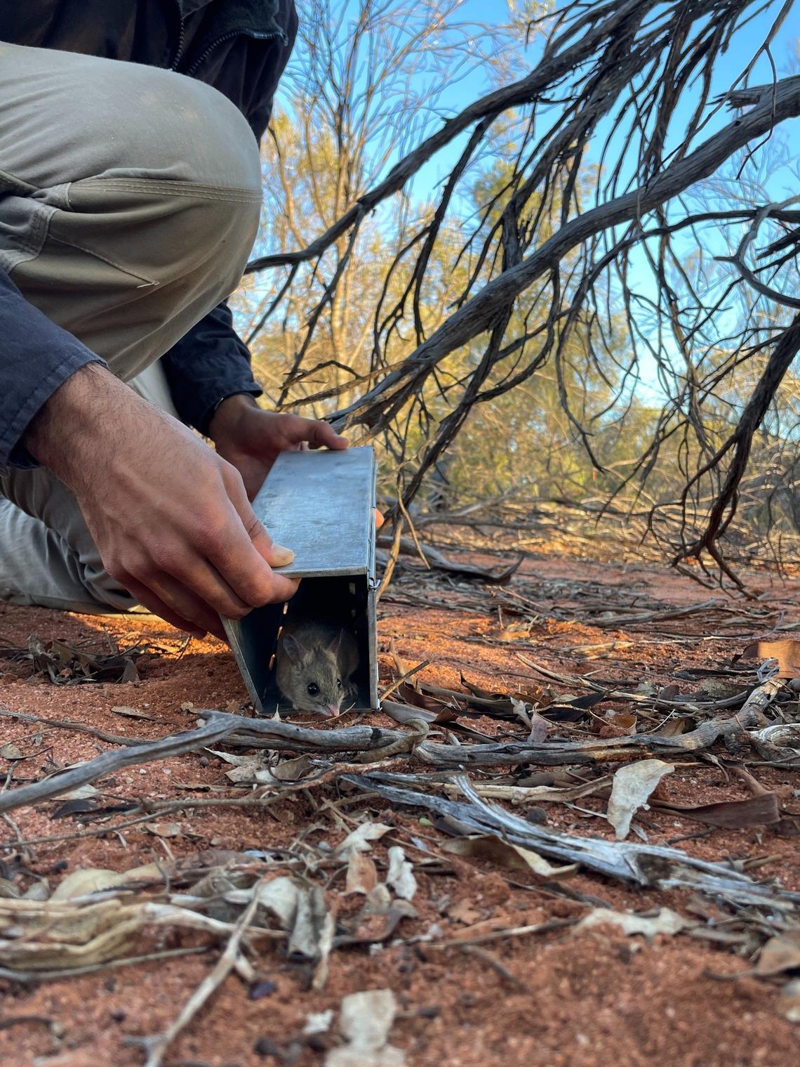 A hopping mouse being released from a trap at the Mount Gibson Sanctuary.