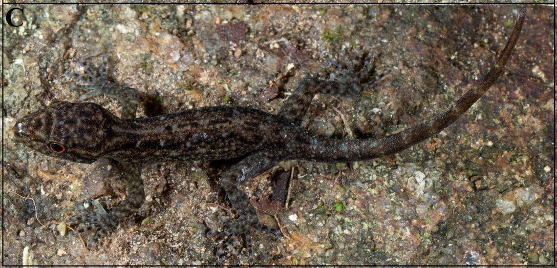 A juvenile Cnemaspis tenkasiensis, or Tenkasi dwarf gecko.