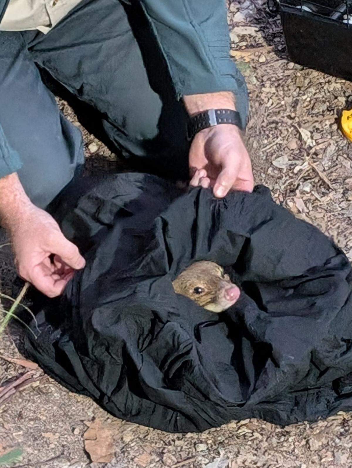 The spotted-tailed quoll rescued from Brisbane moments before being released back into the wild.