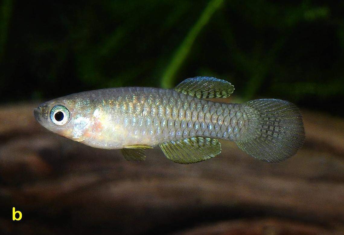 A male Lacustricola gemma, or gem lampeye fish.