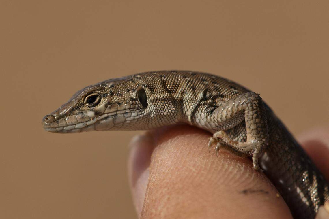 A close-up photo shows the head of a Mesalina cryptica, or Arabian small-spotted lizard.