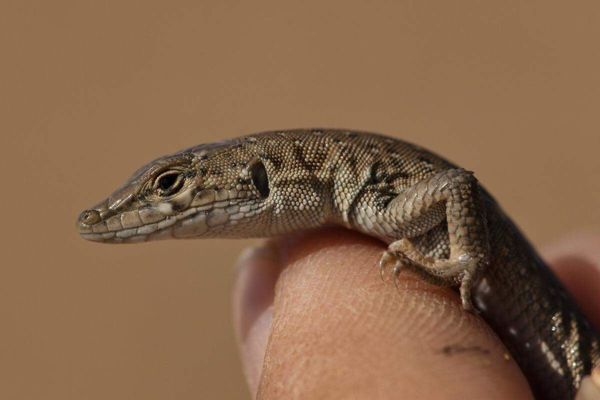 A close-up photo shows the head of a Mesalina cryptica, or Arabian small-spotted lizard.