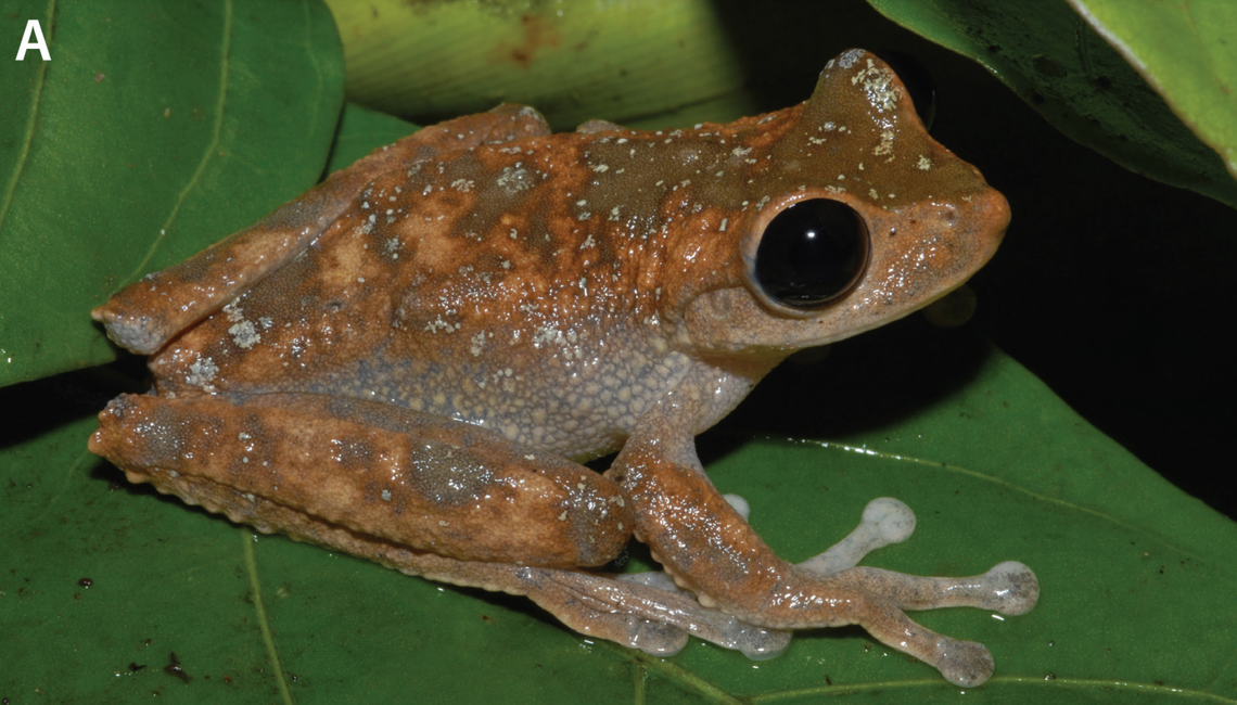 A Nyctimystes hanwara, or hanwara tree frog.