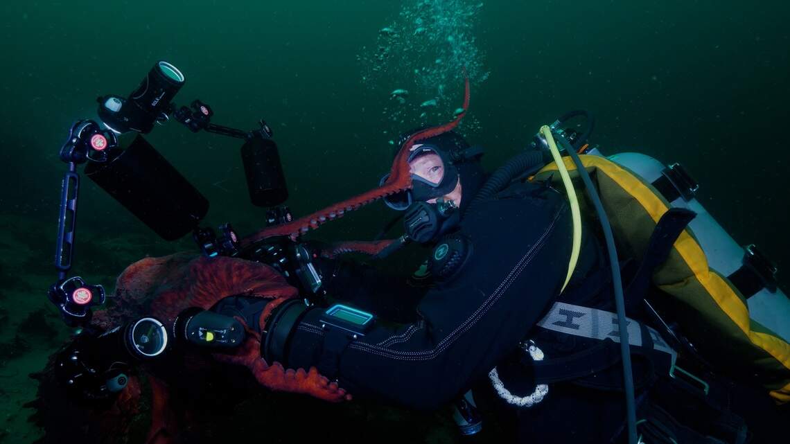 ‘Curious’ octopus takes diver’s camera and films ‘one-of-a-kind view’ in ...