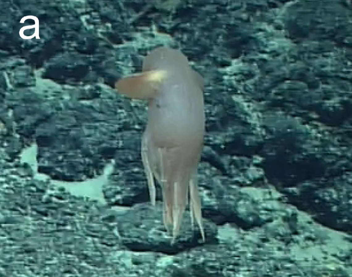 The Grimpoteuthis feitiana, or Feitian’s Dumbo octopus, seen in its natural habitat.