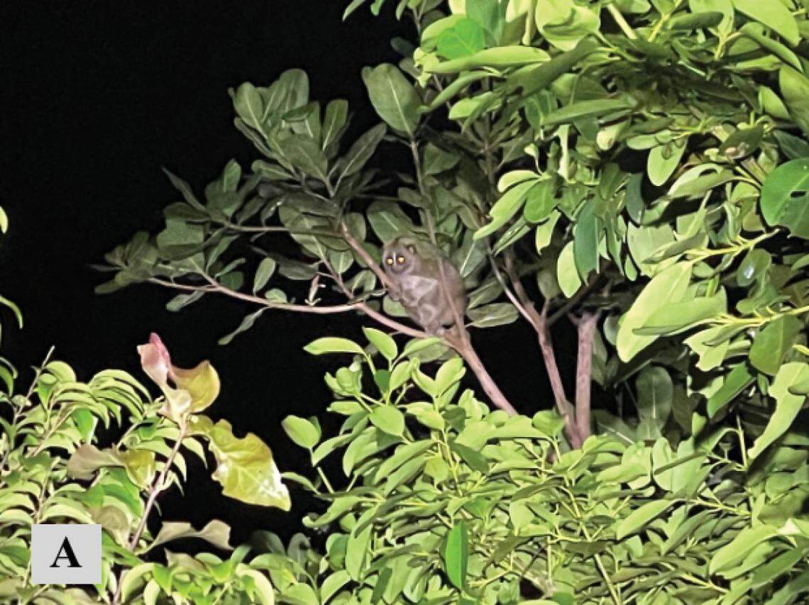 A Sunda slow loris, or Nycticebus coucang, seen on Ko Pha Ngan.
