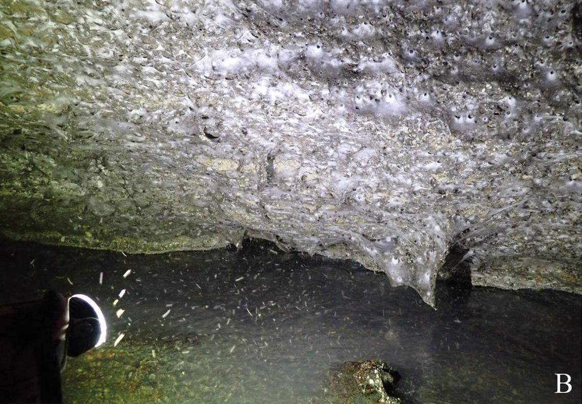 The section of the massive spider web colony found at Sulfur Cave on the Albania-Greece border.