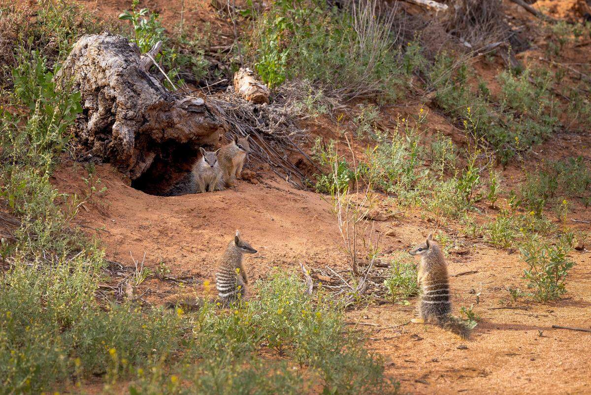 A set of four young numbats seen at Mallee Cliffs National Park.