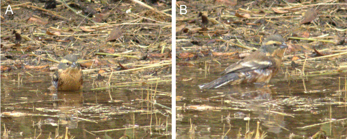 The cinnamon warbling-finch is typically found in Argentina’s Monte desert region.