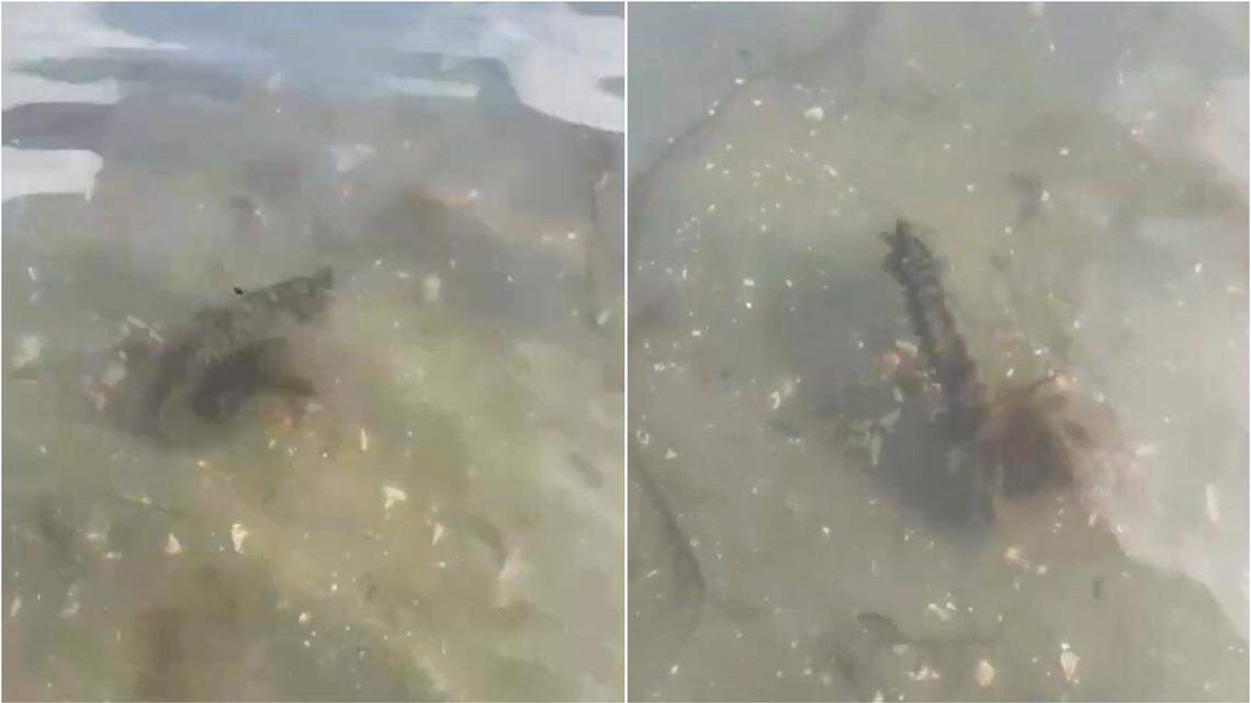 A woman on a lunchtime walk in Cornwall spotted a long-snouted seahorse, an “insanely rare” sight in the area, wildlife officials said and a video shows.