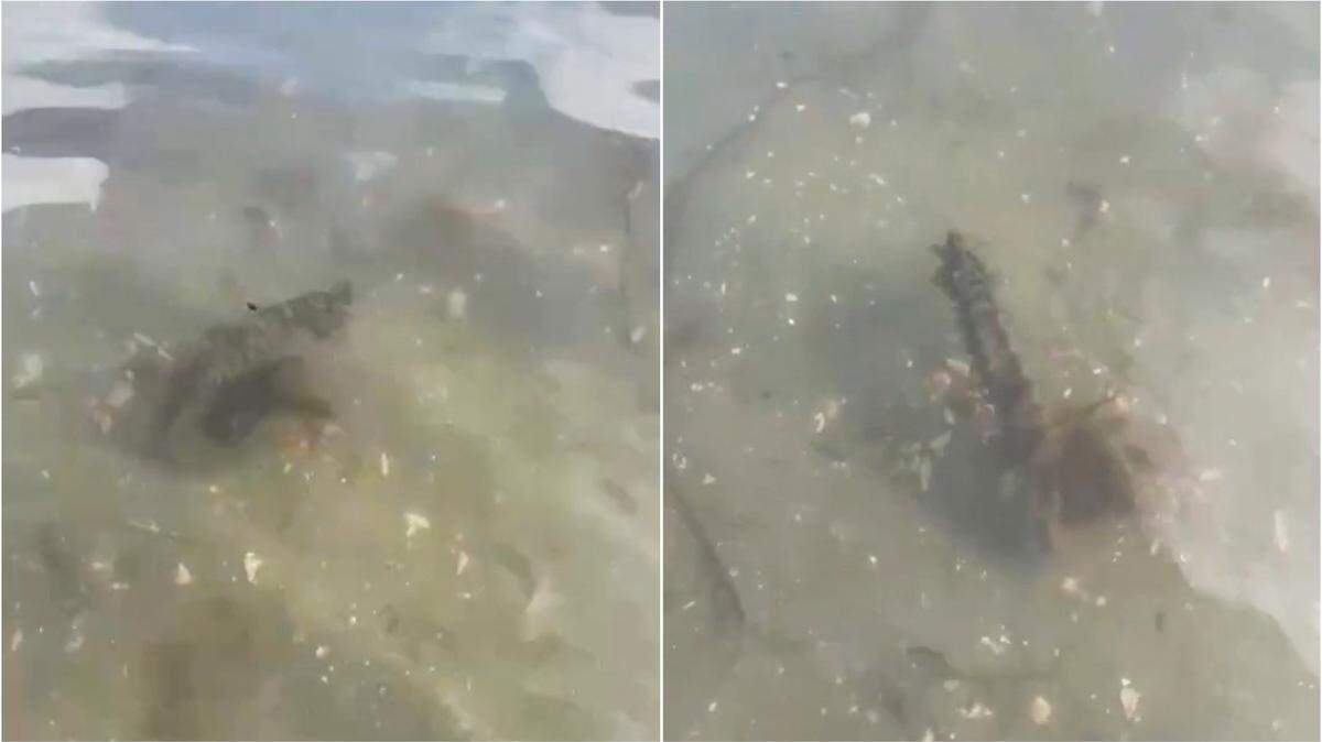 A woman on a lunchtime walk in Cornwall spotted a long-snouted seahorse, an “insanely rare” sight in the area, wildlife officials said and a video shows.