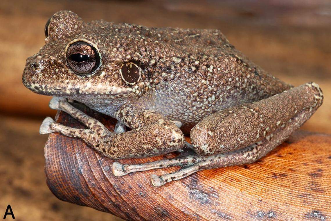 A Stefania imawari frog.