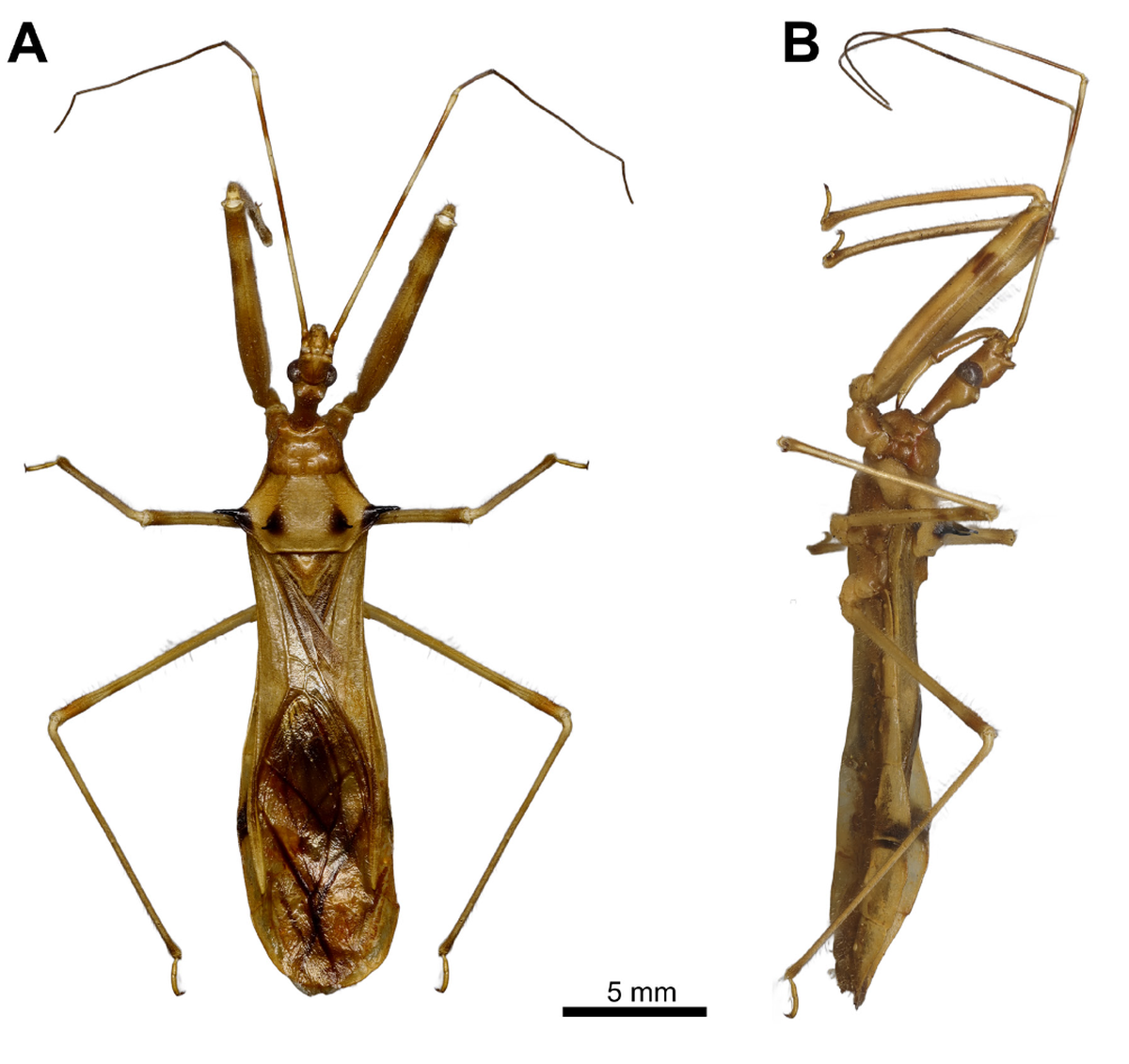 Epidaus batxatensis has four prominent large black spines on its back, researchers said.