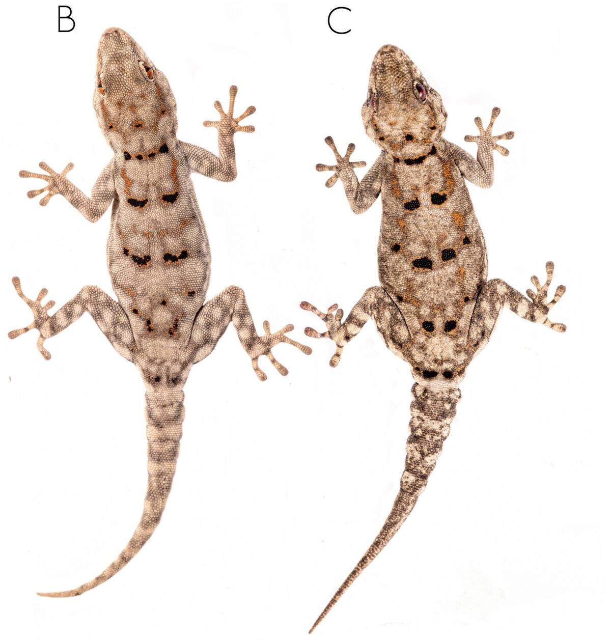 Two Rhoptropus megocellus, or large-spotted Namib day geckos.