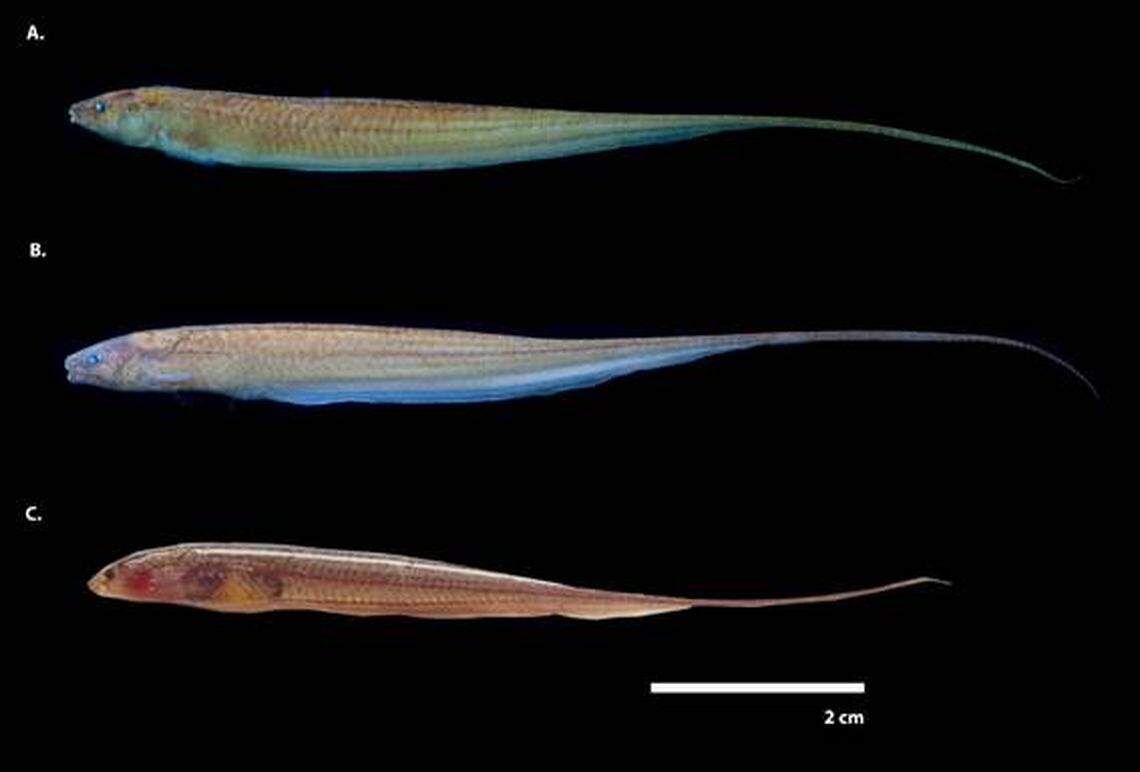 Several Microsternarchus javieri, or Javier’s electric knifefish.