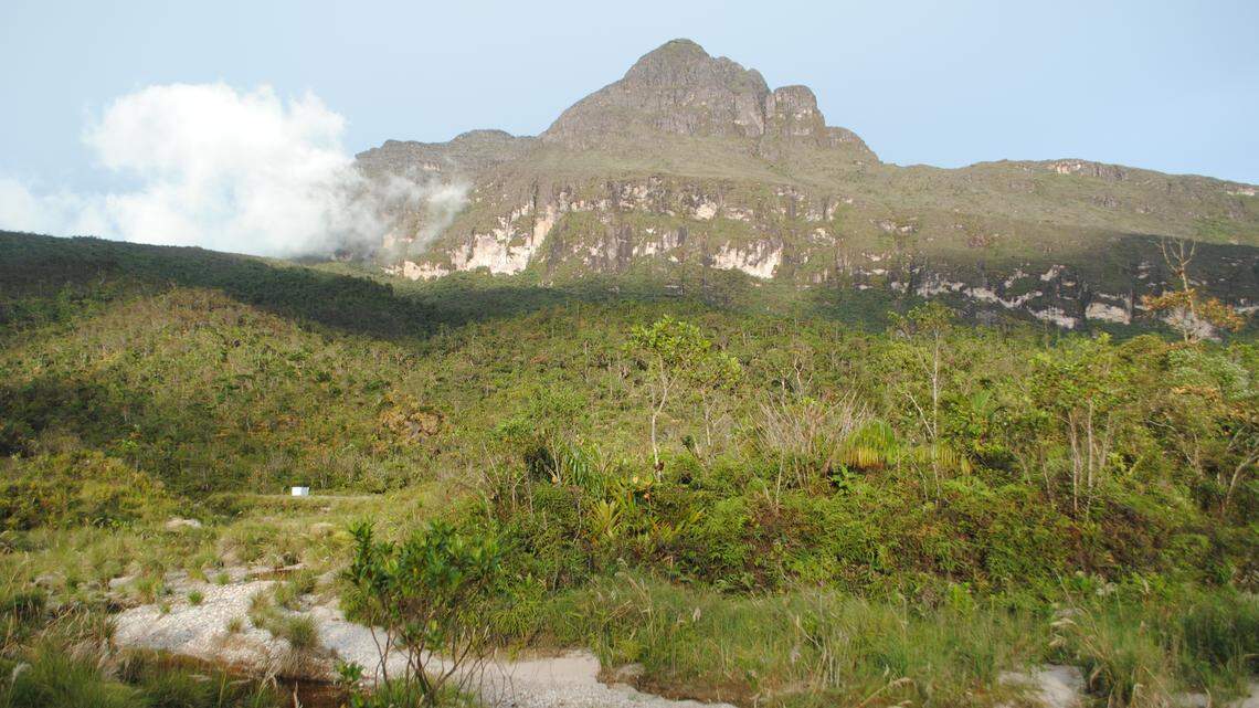 Scientists found a blue-eyed animal with a “massive” head on the Neblina massif and discovered a new species, a study said.