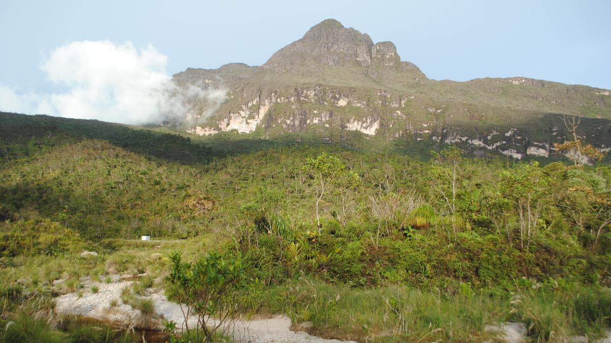 Scientists found a blue-eyed animal with a “massive” head on the Neblina massif and discovered a new species, a study said.