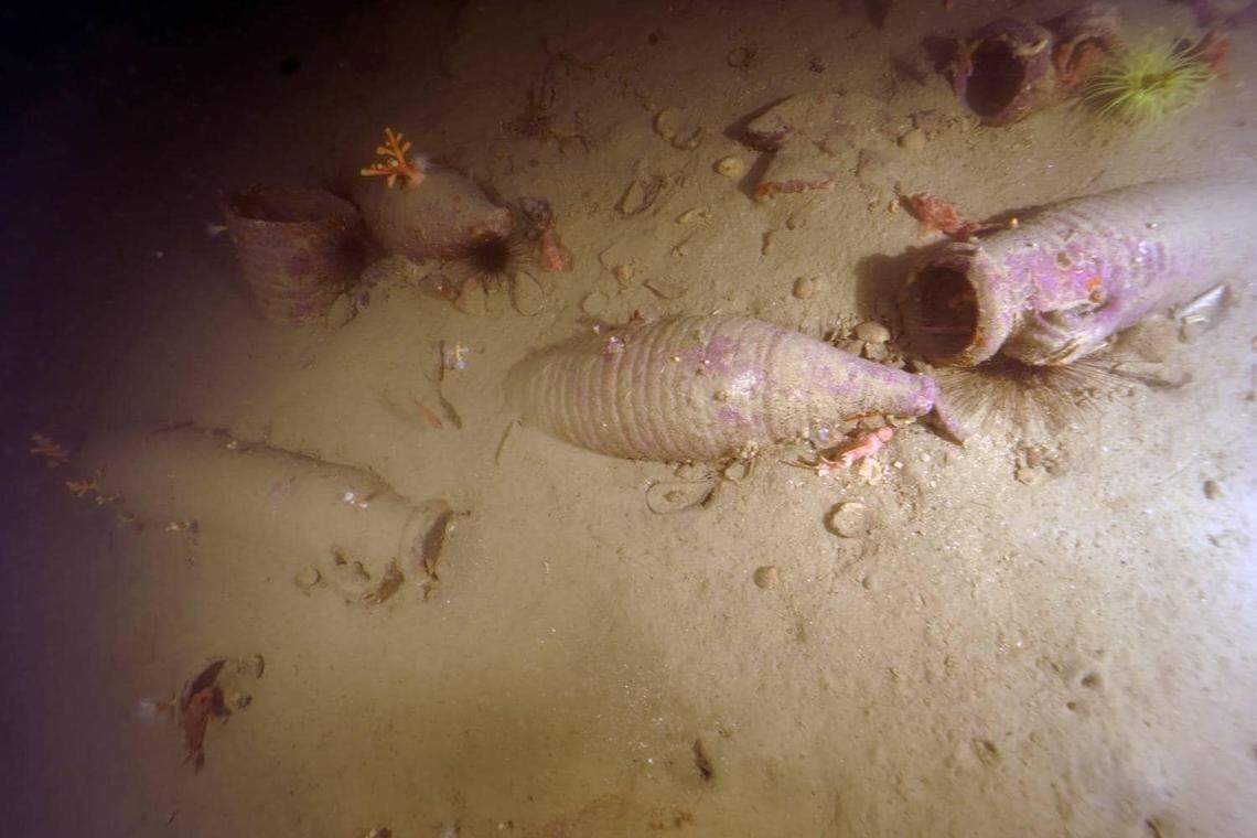 Several of the half-buried ancient Richborough 527 jars.