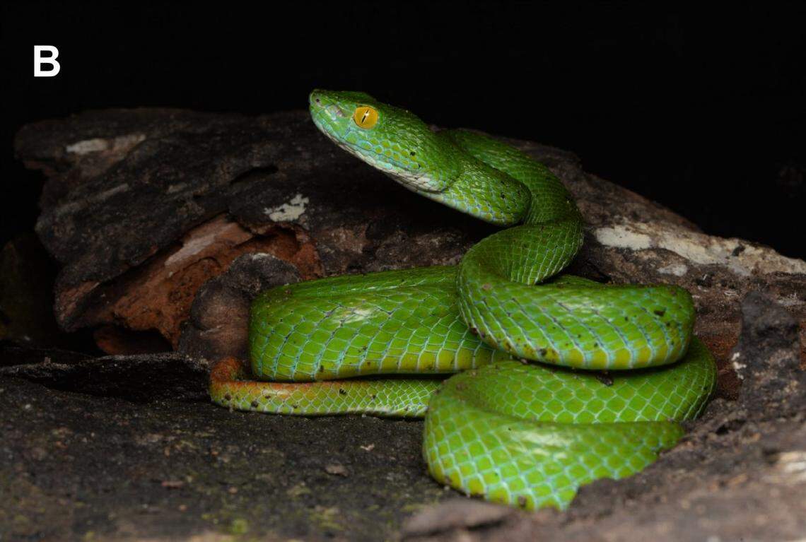 A Trimeresurus cyanolabris, or blue-lipped green pit viper.