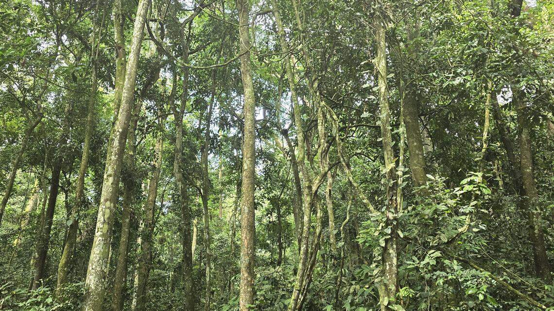 A wildlife patrol at a nature reserve in the Democratic Republic of Congo filmed the first-ever video of a “very rare” monkey species.