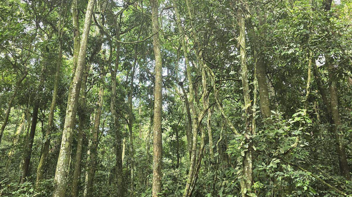 A wildlife patrol at a nature reserve in the Democratic Republic of Congo filmed the first-ever video of a “very rare” monkey species.