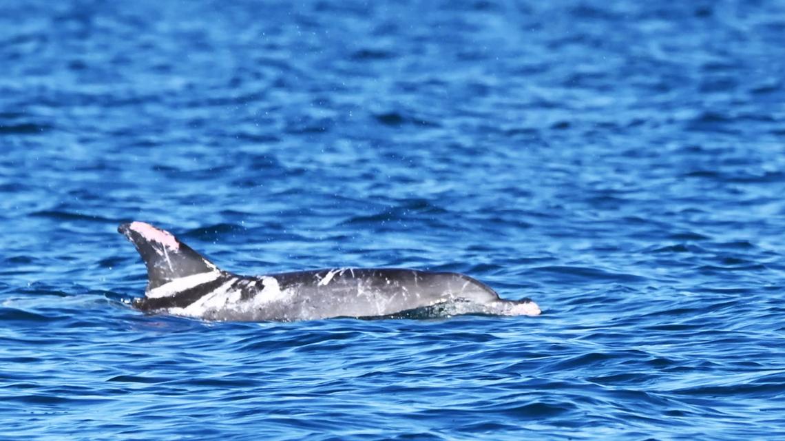 The piebald dolphin, nicknamed Speckles, seen in Hervey Bay.